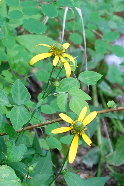 Rudbeckia lacinata