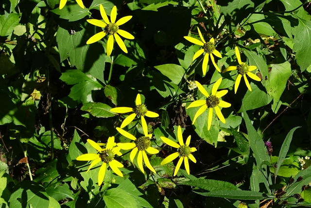 Rudbeckia lacinata