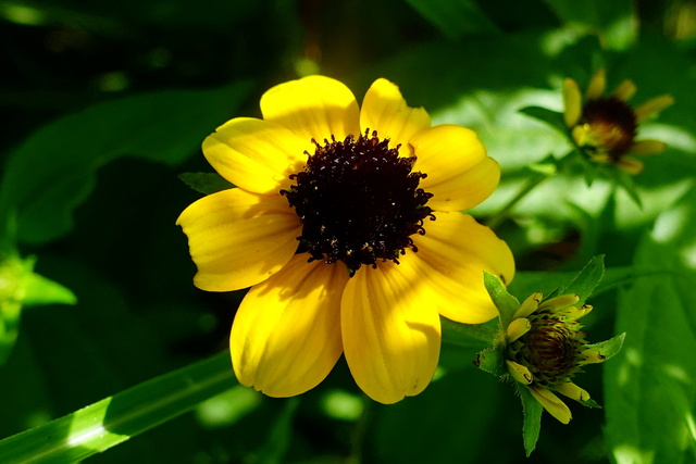 Rudbeckia triloba