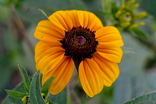 Rudbeckia triloba