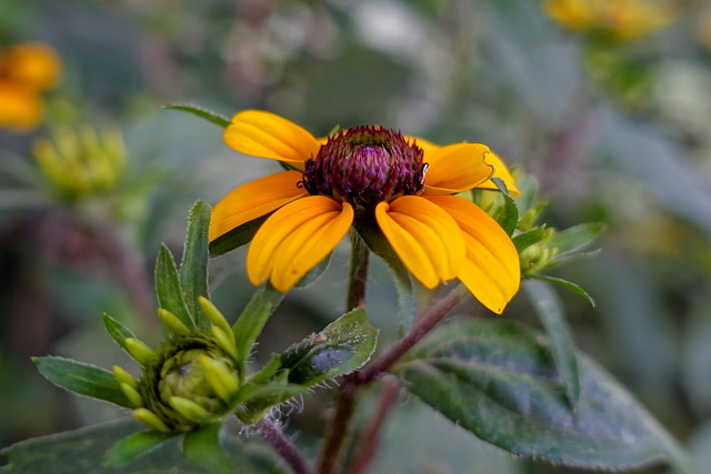 Rudbeckia triloba