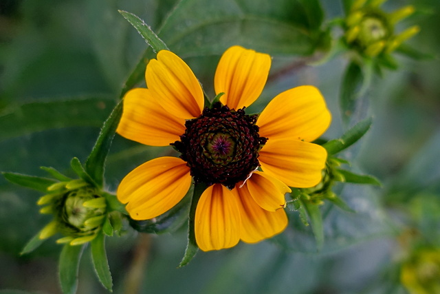 Rudbeckia triloba