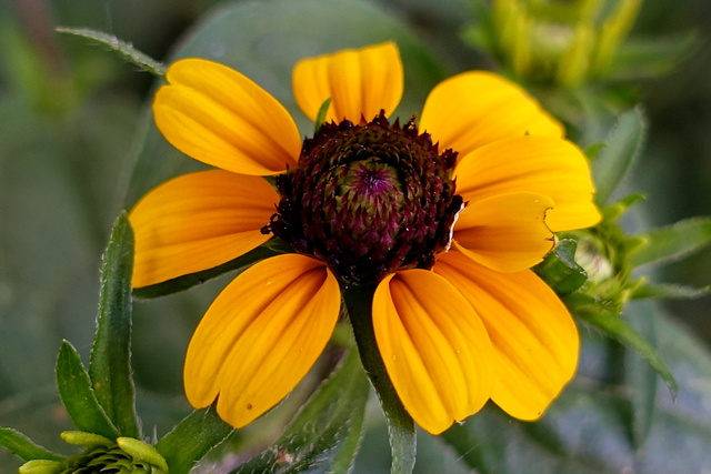 Rudbeckia triloba