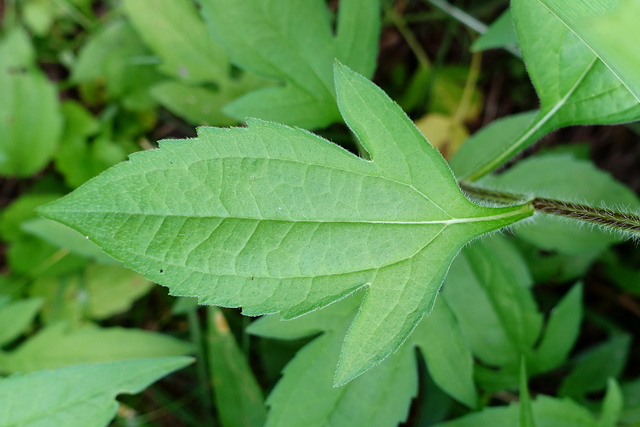 Rudbeckia triloba - leaves