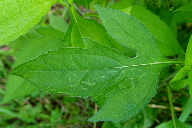 Rudbeckia triloba - lower leaves