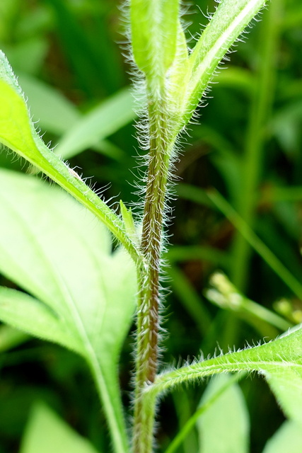 Rudbeckia triloba - stem