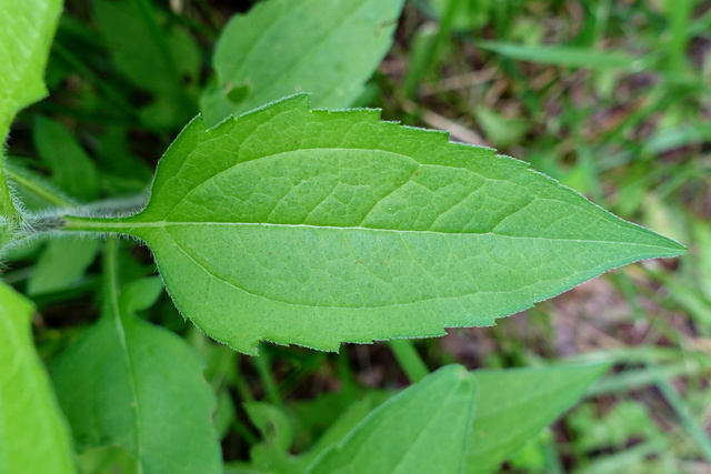 Rudbeckia triloba - upper leaves