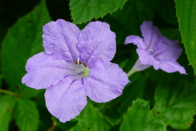 Ruellia caroliniensis