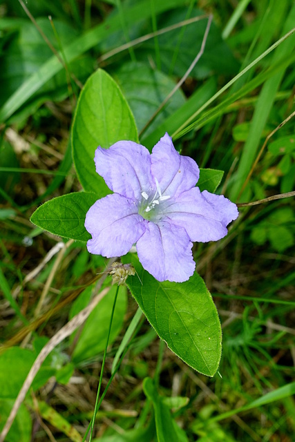 Ruellia caroliniensis