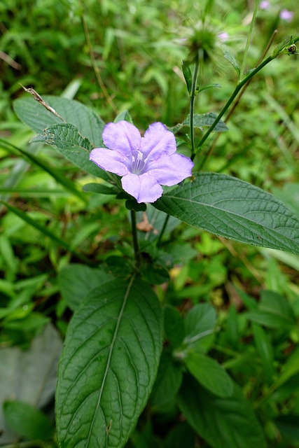 Ruellia caroliniensis