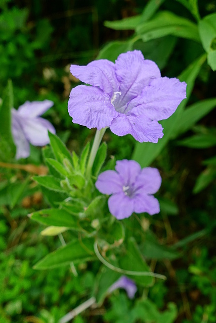 Ruellia caroliniensis