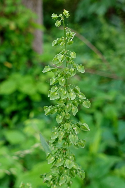 Rumex crispus