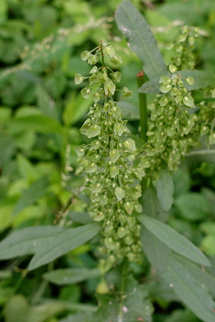 Rumex crispus