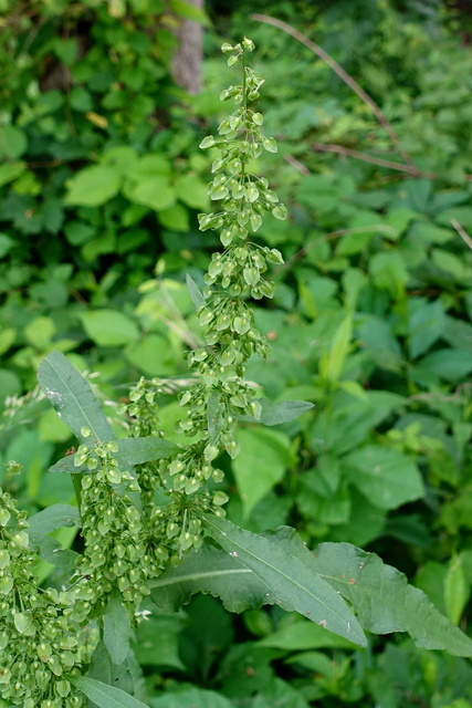 Rumex crispus