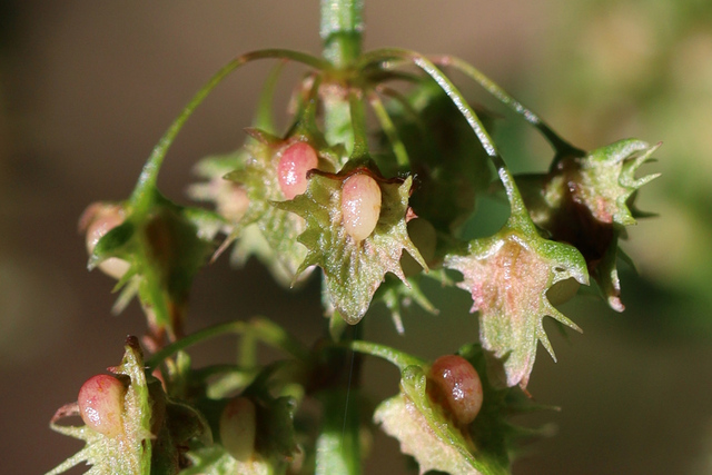 Rumex obtusifolius