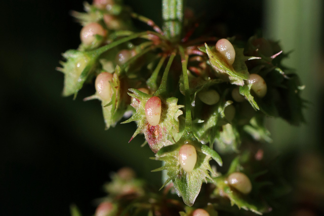 Rumex obtusifolius