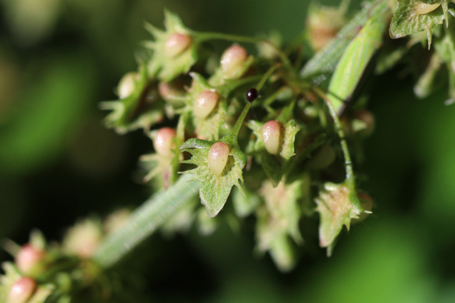 Rumex obtusifolius