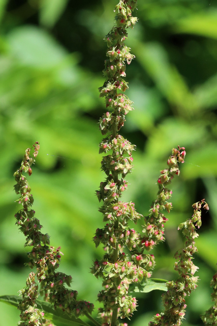 Rumex obtusifolius