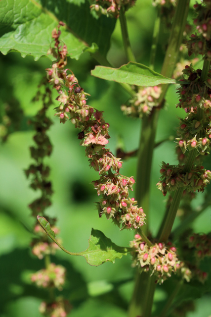 Rumex obtusifolius