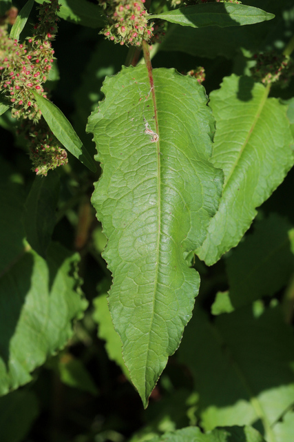 Rumex obtusifolius - leaves