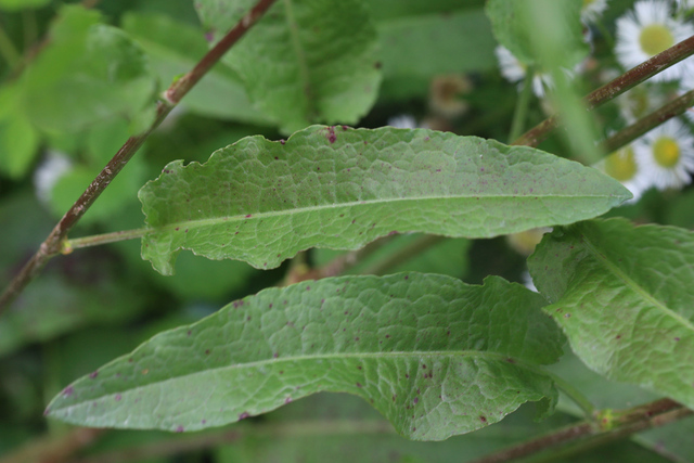 Rumex obtusifolius - leaves