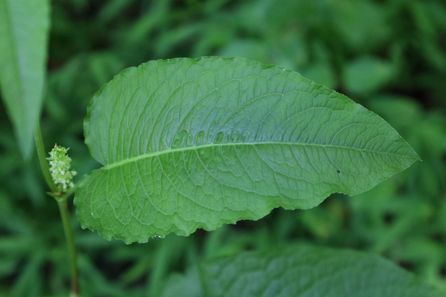 Rumex obtusifolius - leaves