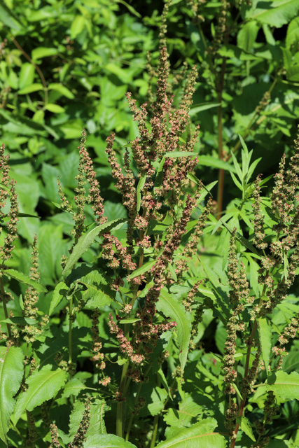 Rumex obtusifolius - plant