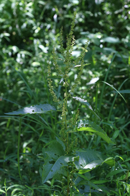 Rumex obtusifolius - plant