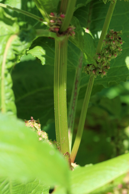 Rumex obtusifolius - stem