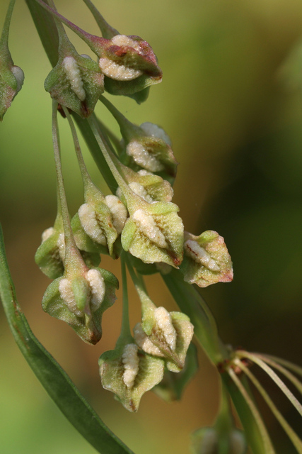 Rumex verticillatus