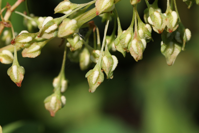 Rumex verticillatus