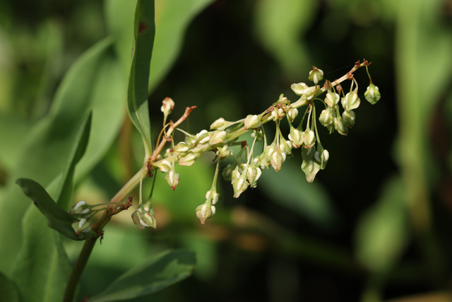 Rumex verticillatus