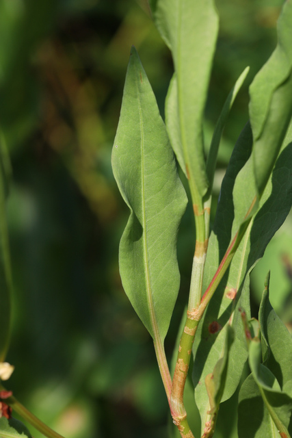 Rumex verticillatus - leaves