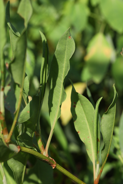 Rumex verticillatus - leaves