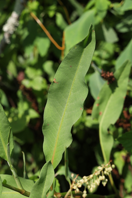 Rumex verticillatus - leaves