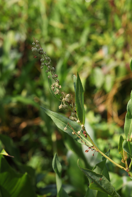 Rumex verticillatus - plants