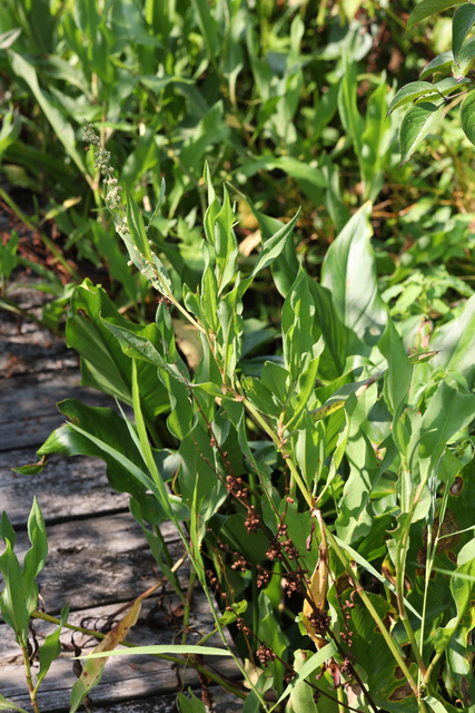 Rumex verticillatus - plants