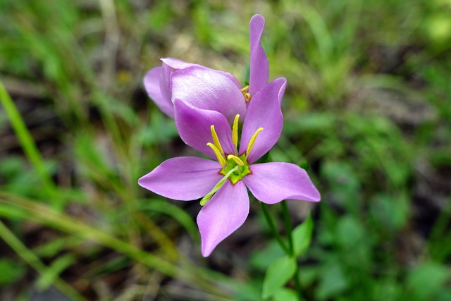 Sabatia angularis