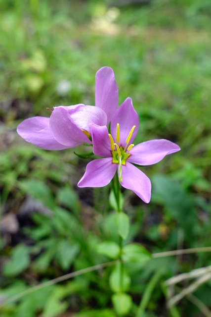 Sabatia angularis