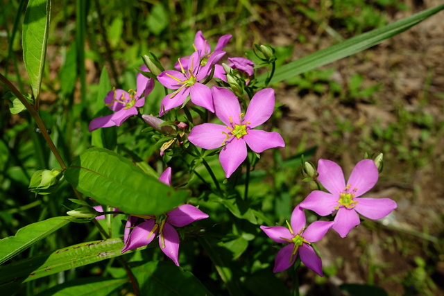 Sabatia angularis