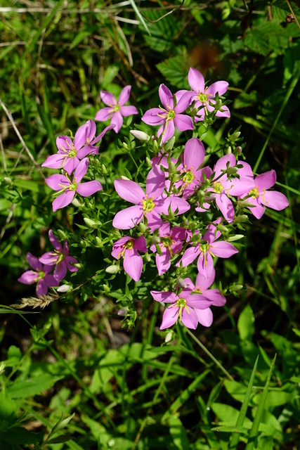 Sabatia angularis