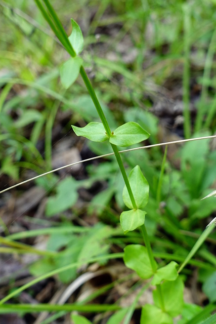 Sabatia angularis - stem