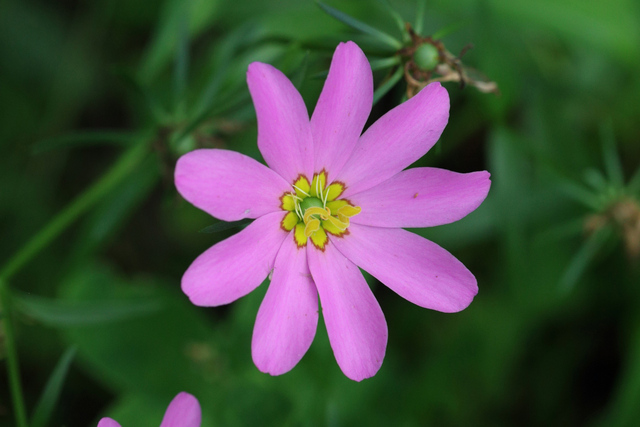 Sabatia dodecandra