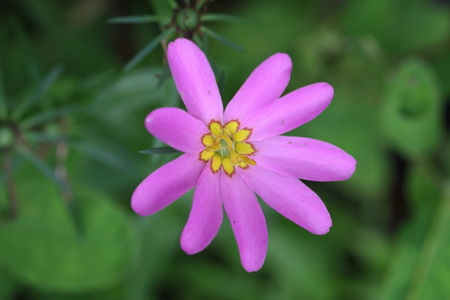 Sabatia dodecandra