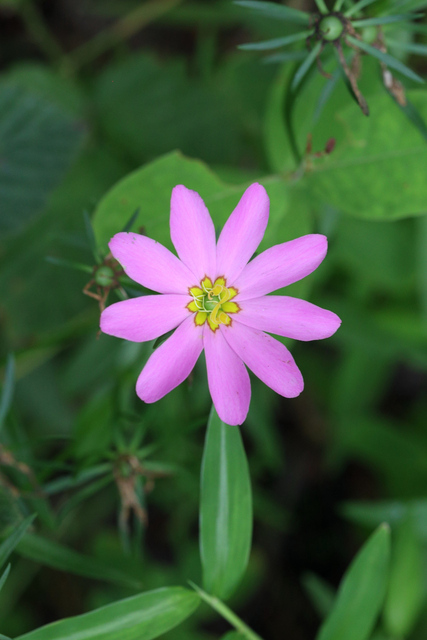 Sabatia dodecandra