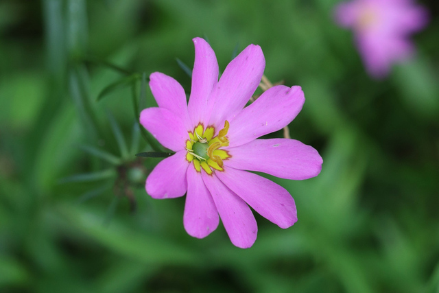 Sabatia dodecandra