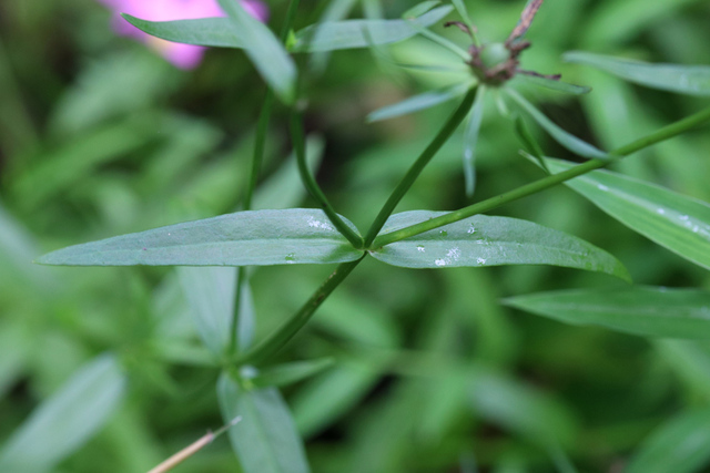 Sabatia dodecandra - leaves