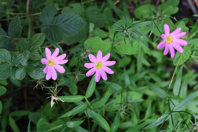 Sabatia dodecandra - plants