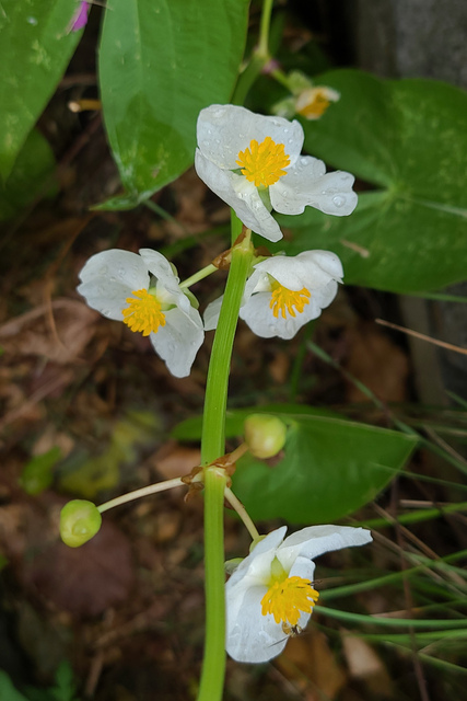 Sagittaria latifolia