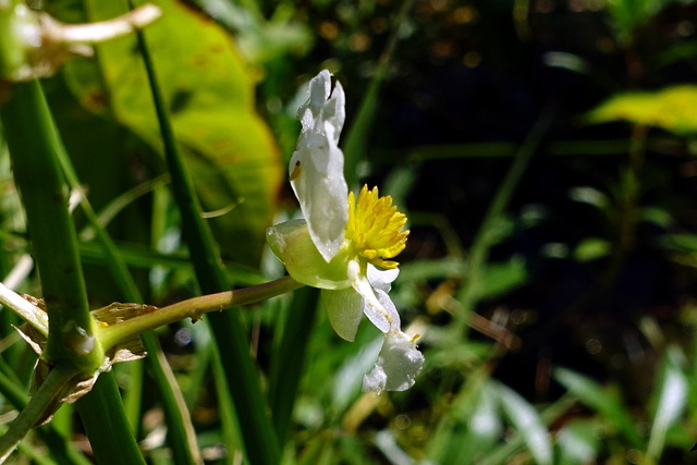 Sagittaria latifolia